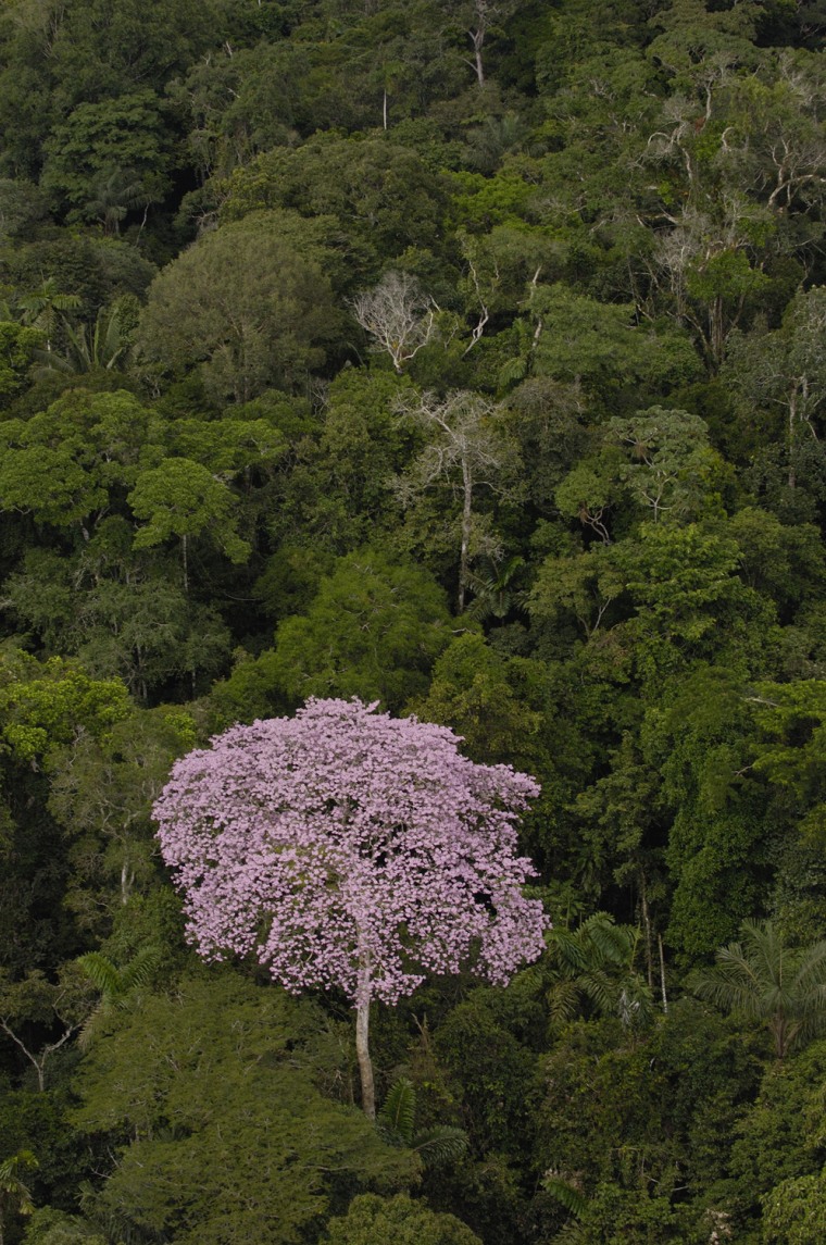 Rainforest Canopy with emergent flowering tree in Yasuni National Park.
Amazon Rain Forest. ECUADOR. South America